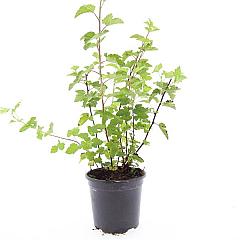Physocarpus capitatus 'Tilden Park'