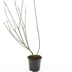 Salix gracilistyla 'Mt Aso' ®