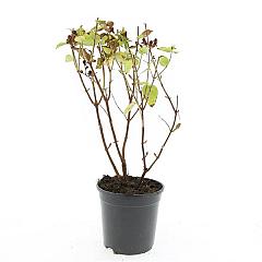 Hypericum 'Magical White
