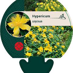 Hypericum calycinum