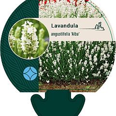 Lavandula ang. 'Alba'