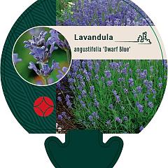 Lavandula ang. 'Dwarf Blue'