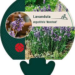 Lavandula ang. 'Munstead'