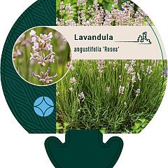 Lavandula ang. 'Rosea'