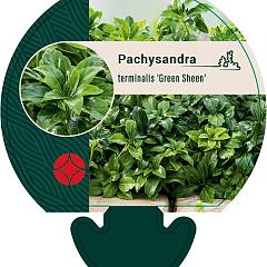 Pachysandra term. 'Green Sheen'