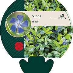 Vinca minor