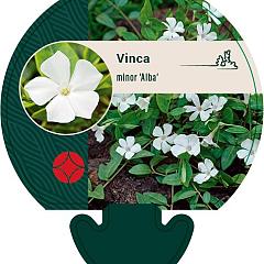 Vinca minor 'Alba'