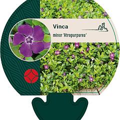 Vinca minor 'Atropurpurea'