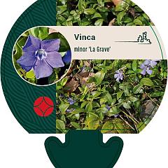 Vinca minor 'La Grave'