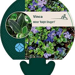 Vinca minor 'Ralph Shugert'