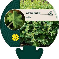 Alchemilla mollis