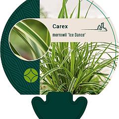 Carex morrowii 'Ice Dance'