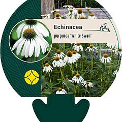 Echinacea purp. 'White Swan'