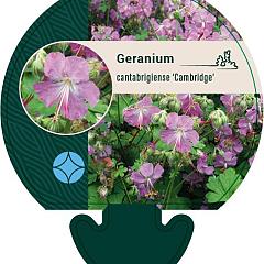 Geranium cantabrig. 'Cambridge'