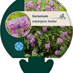 Geranium cantabrig. 'Karmina'