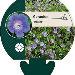 Geranium 'Rozanne'