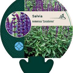 Salvia nemorosa 'Caradonna'