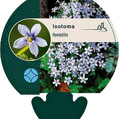 Isotoma fluviatilis