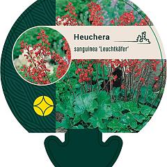 Heuchera sang. 'Leuchtkäfer'