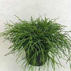 Chamaecyparis p. 'Filifera Nana'