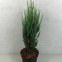Juniperus scop. 'Blue Arrow'