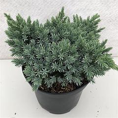 Juniperus squamata 'Blue Star'
