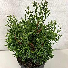 Chamaecyparis o. 'Brigitte'