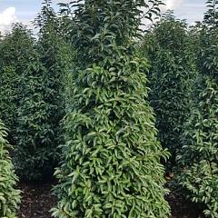 Prunus l. 'Angustifolia'