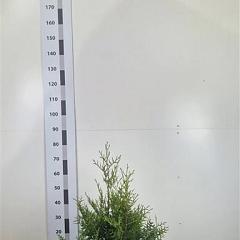 Thuja occ. 'Brabant'