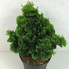 Chamaecyparis o. 'Nana Gracilis'