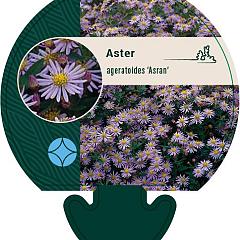 Aster ageratoides 'Asran'