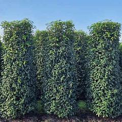 Prunus lusitanica 'Angustifolia'