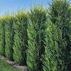 Cupressocyparis l. 'Tweeduizendéén'
