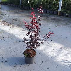 Acer pal. 'Bloodgood'