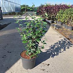 Elaeagnus ebbingei