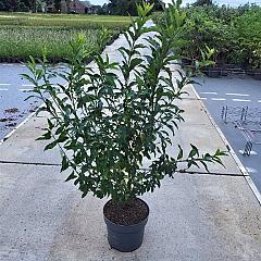 Forsythia int. 'Spectabilis'