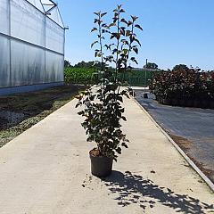 Physocarpus opulif. 'Diabolo'