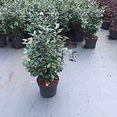 Elaeagnus ebb. 'Compacta'
