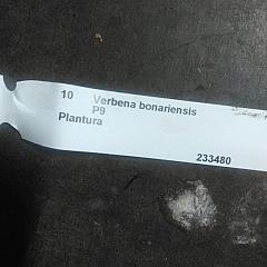 Verbena bonariensis
