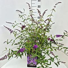 Buddleja d. 'Ile de France'