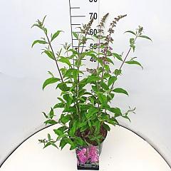 Buddleja d. 'Pink Delight'
