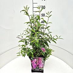 Buddleja d. 'Pink Delight'