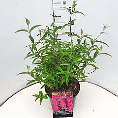 Buddleja d. 'Royal Red'