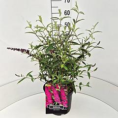 Buddleja d. 'Royal Red'