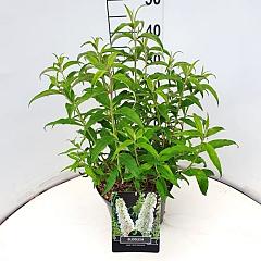 Buddleja d. 'White Profusion'