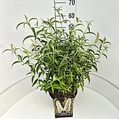 Buddleja d. 'White Profusion'
