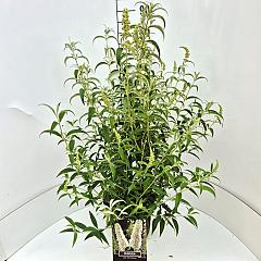 Buddleja d. 'White Profusion'