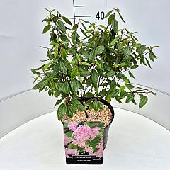 Ceanothus pallidus 'Marie Simon'