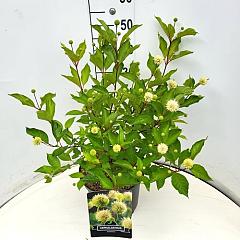 Cephalanthus occidentalis