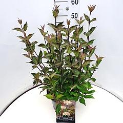 Cornus alba 'Kesselringii'